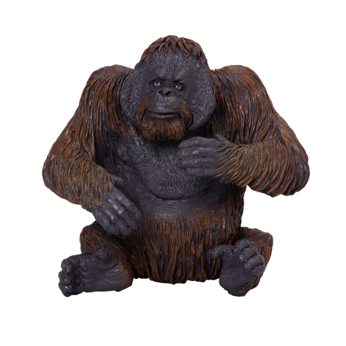 Orangutan
