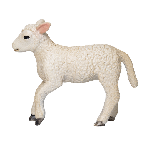 Romney Sheep Lamb Running