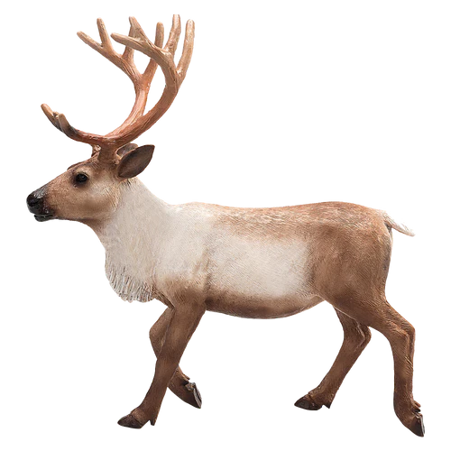 Reindeer