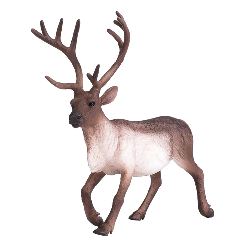Reindeer