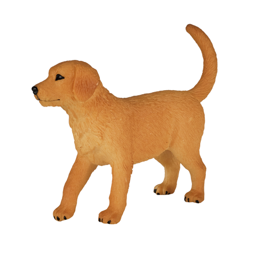 Golden Retriever Puppy