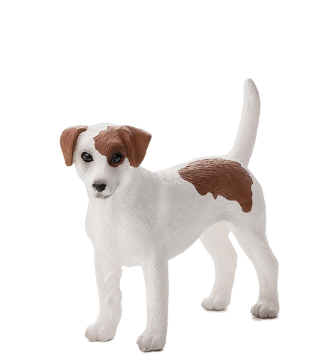 Jack Russel Terrier