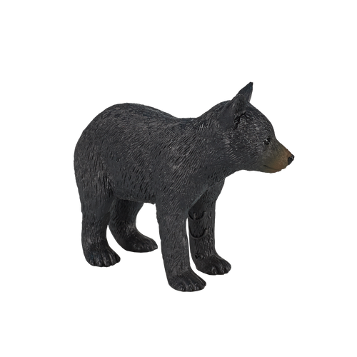 American Black Bear Cub