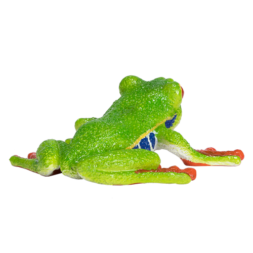 Red Eyed Tree Frog