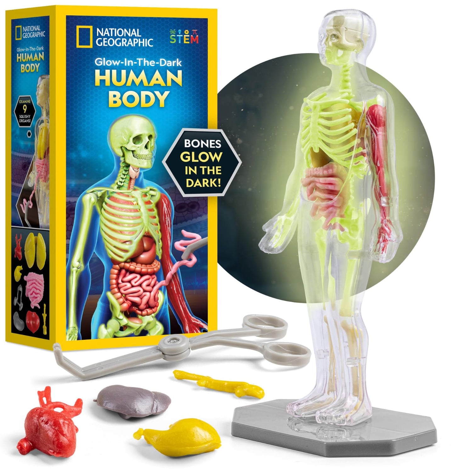 National Geographic - Glow-In-The-Dark Human Body