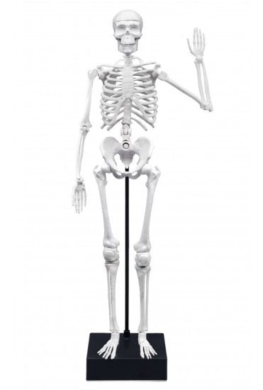 Buki France - Skeleton